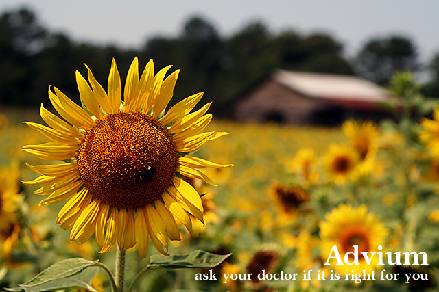 Advium sunflower campaign