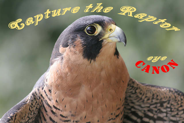 Capture the Raptor