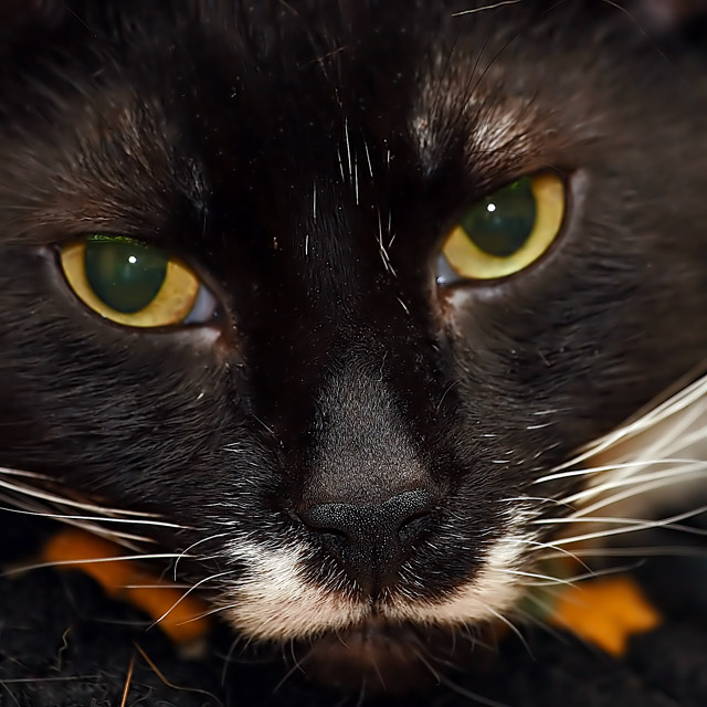 These Cold Eyes-1