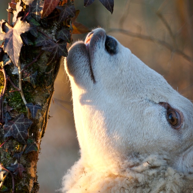 Sheep [n]