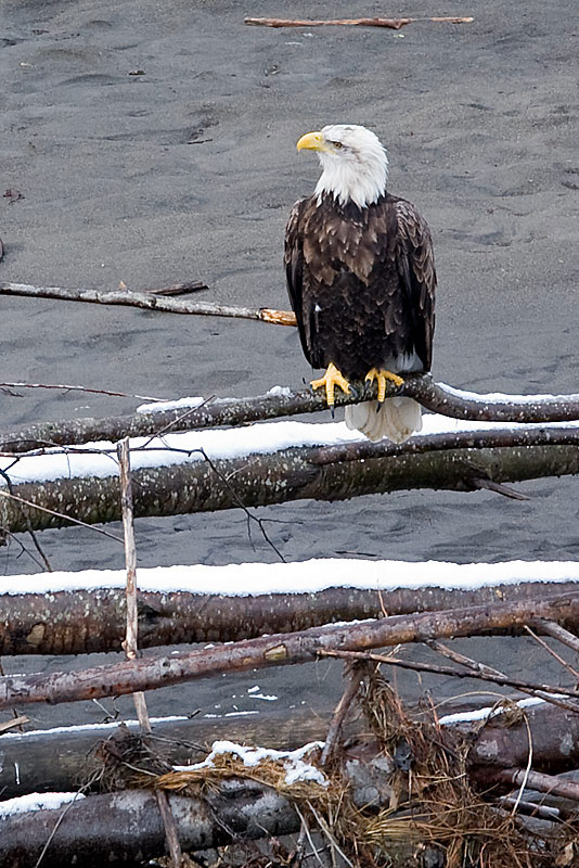 Waiting for Salmon