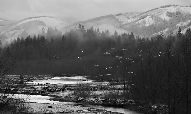Seagulls and Eagles
