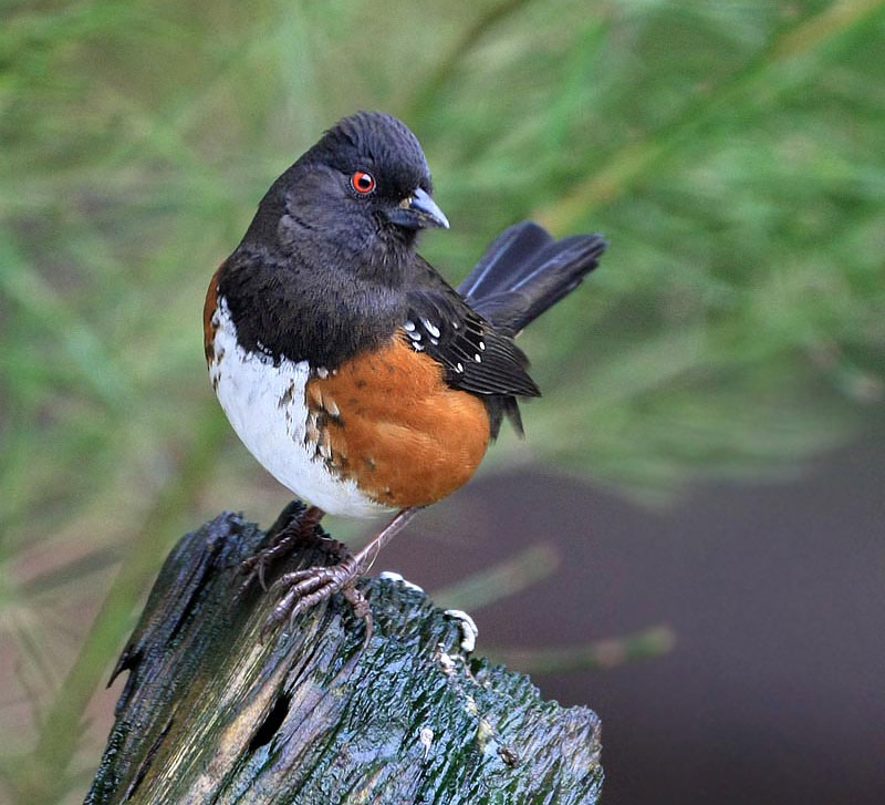 Spotted Towhee