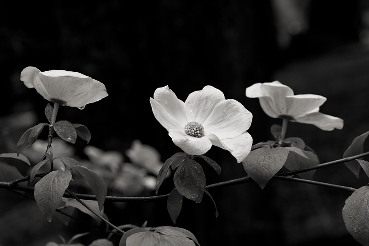 Dogwood in Spring Rain