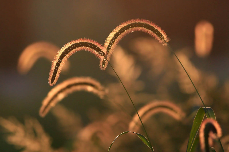 Fall Grasses