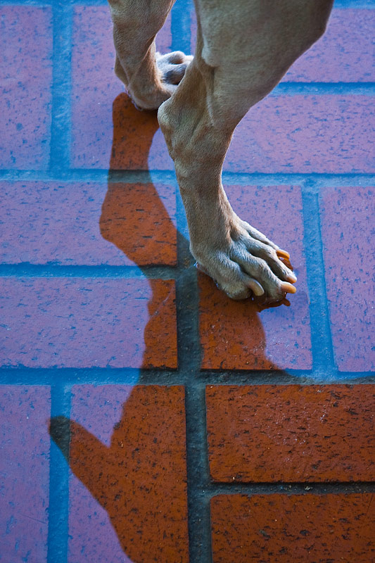 tail of the dog - d.tallakson