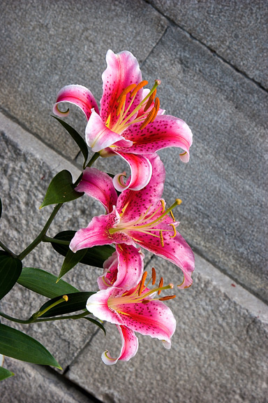 Pink Beauties