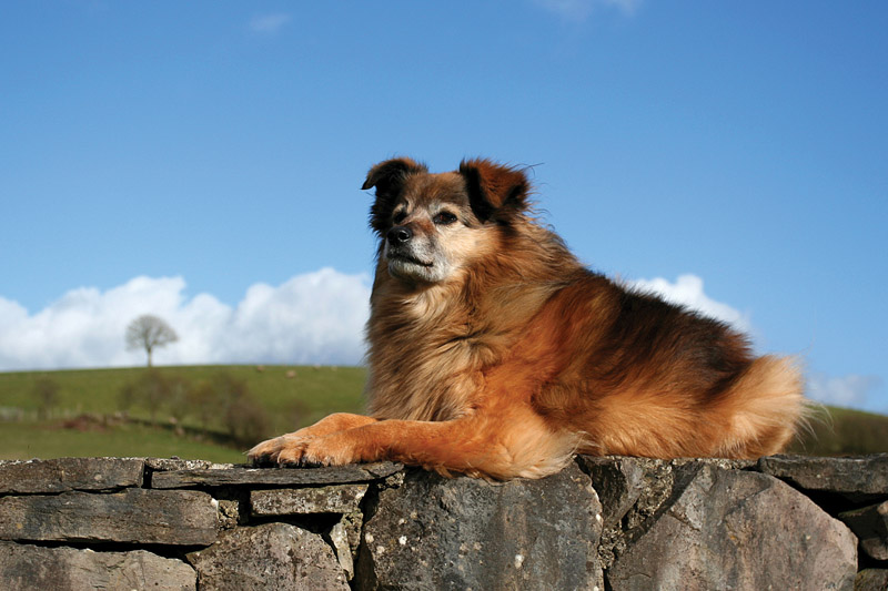 Portrait of a mutt