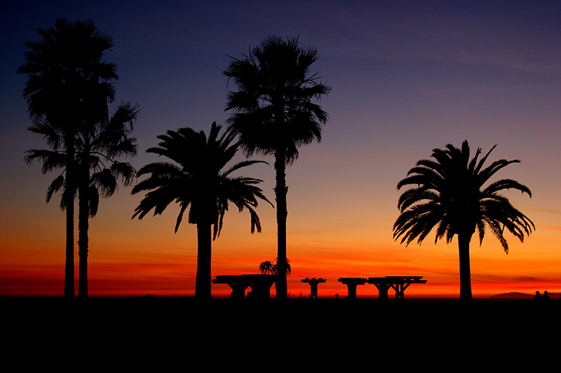 Five Palms and Two Lovers