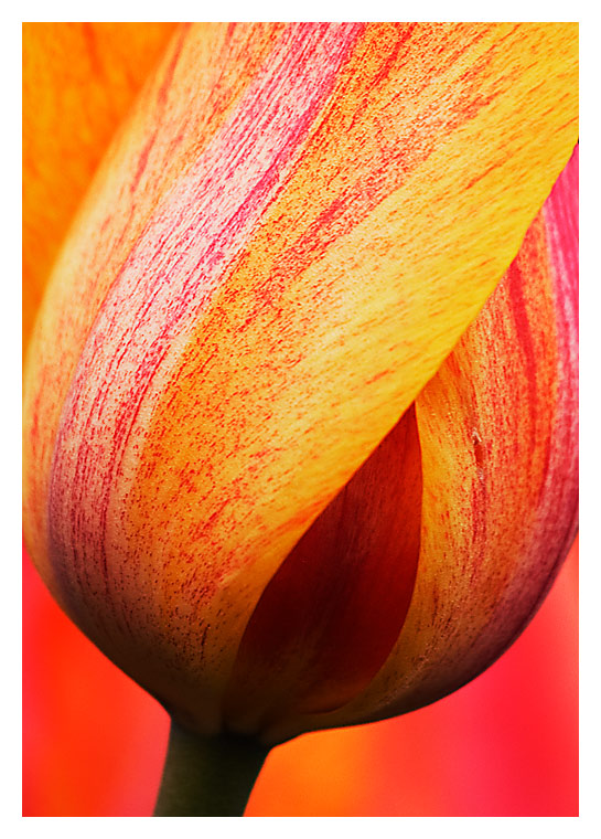 Tulip