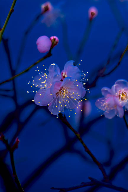 2nd Place<br>Fairy Lights<br>by Scott Nadow