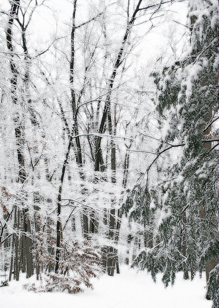 Snowy Woods