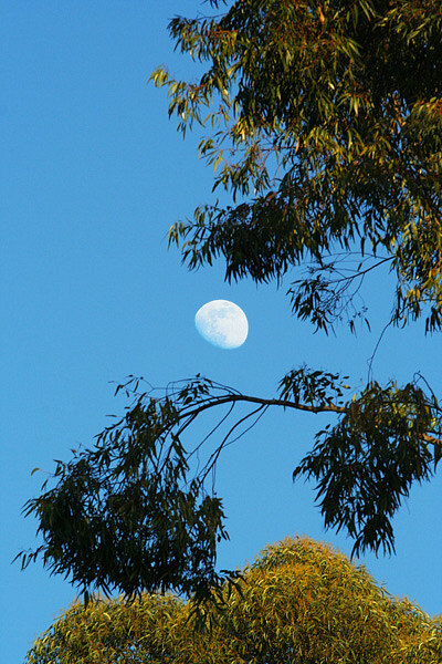 Moon Rise