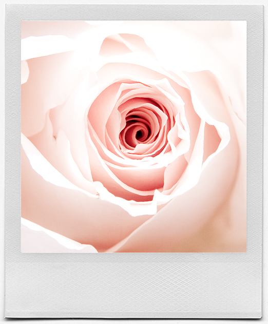 A rose