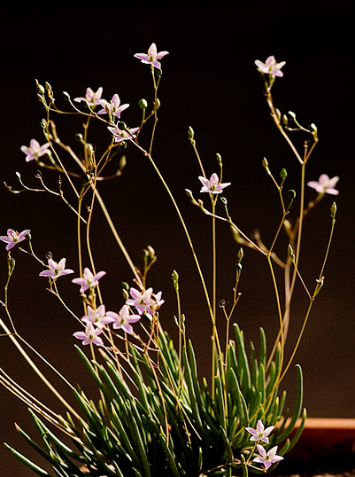 Prairie Fameflower