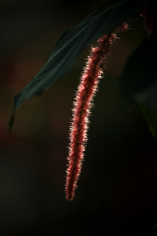 tickle me