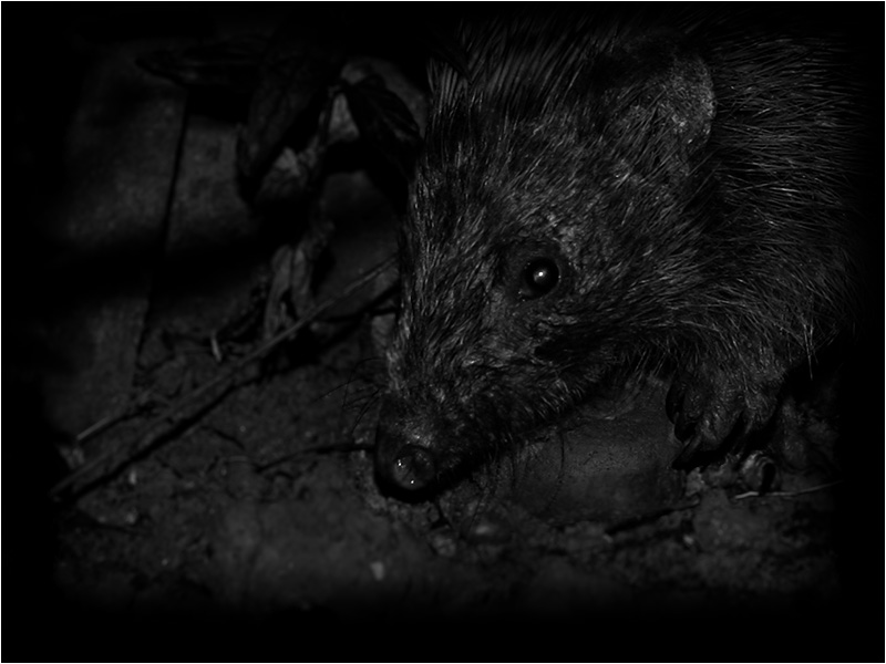 Nighttime Visitor