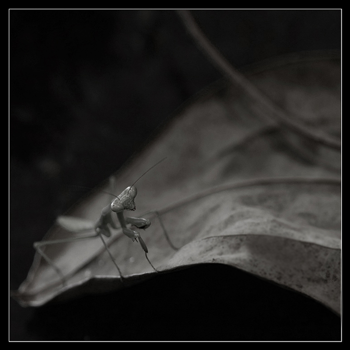8th The Mantis by Lydia too
