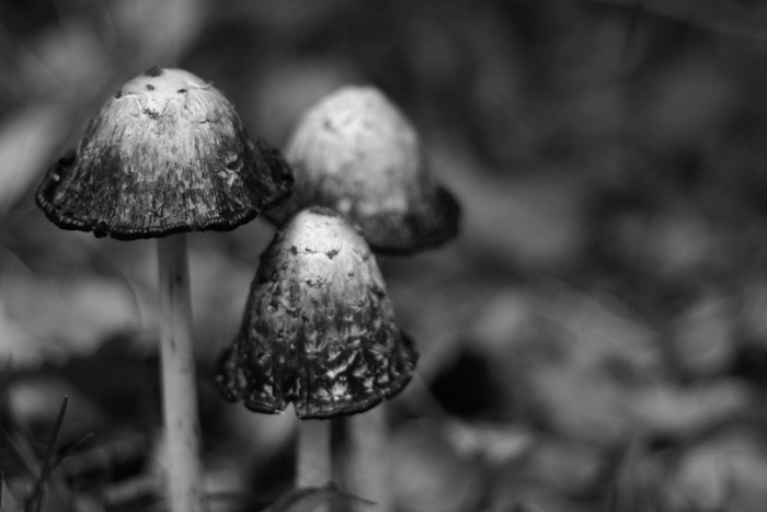  Mushroom Trio