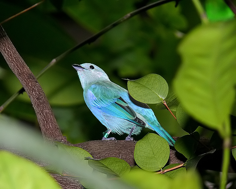 Blue-Gray Tanager