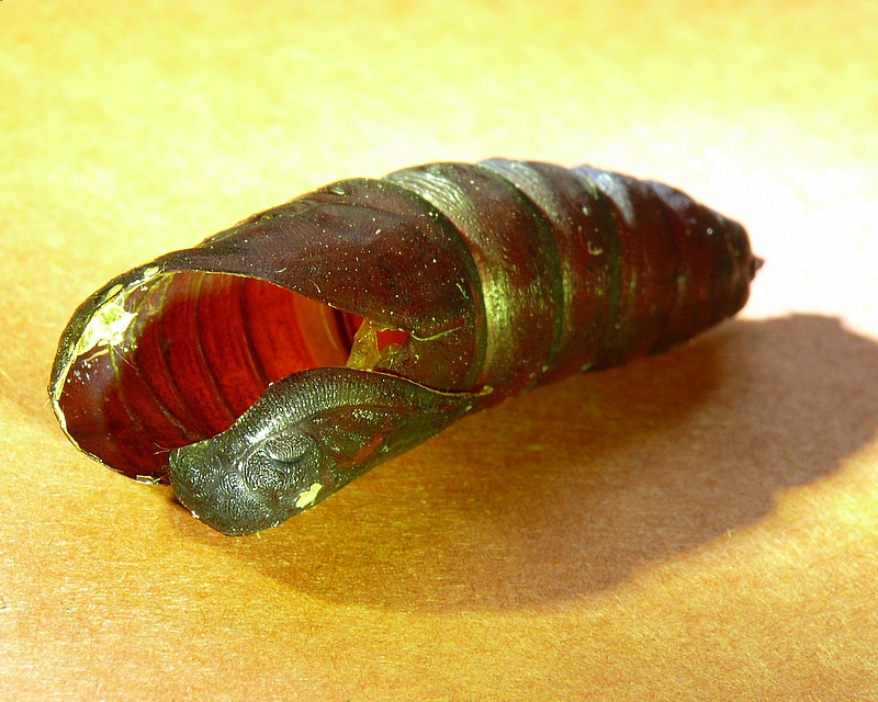 Blinded Sphinx pupa case