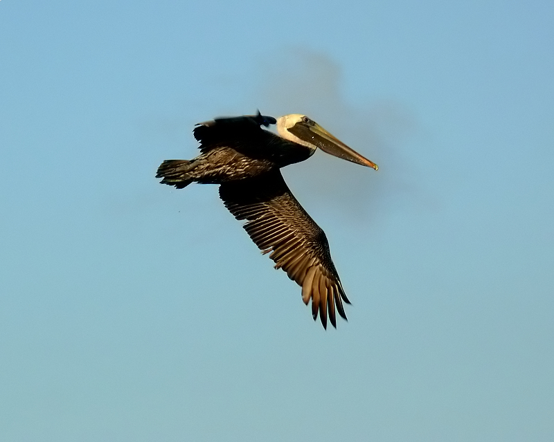 Brown Pelican