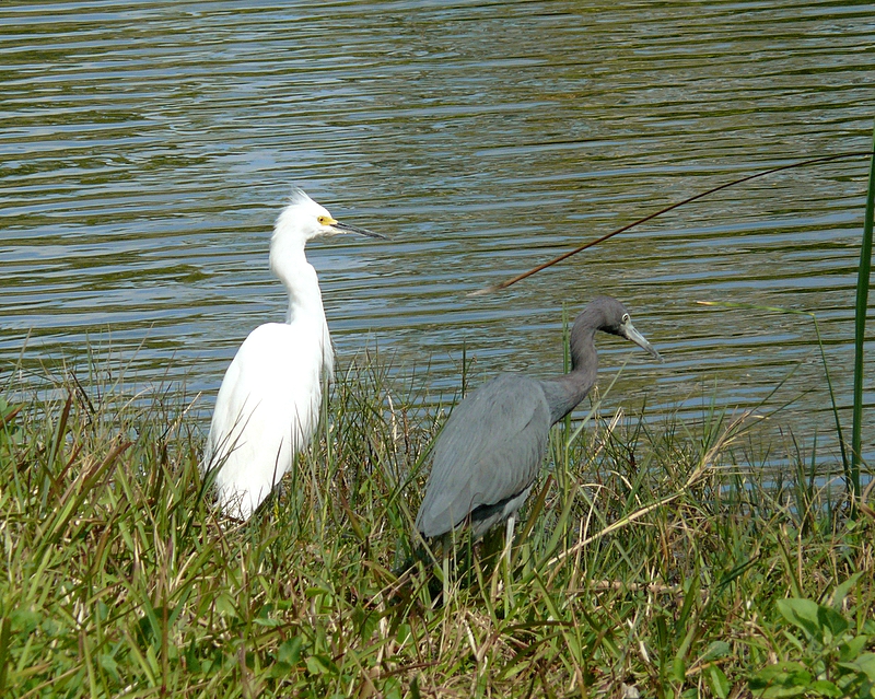 Snowy Egret / Little Blue Heron