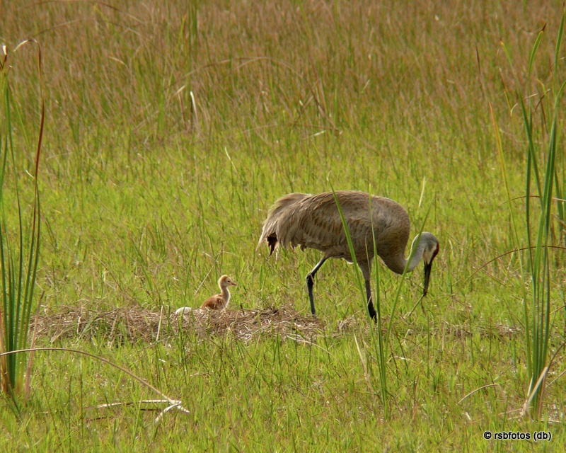 Sandhill Crane and Chick #1