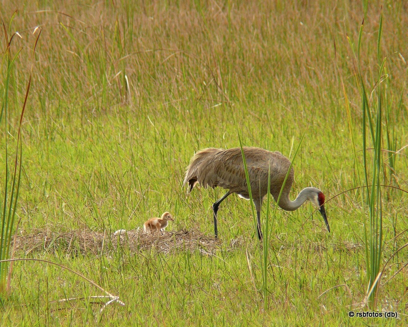 Sandhill Crane and Chick #1