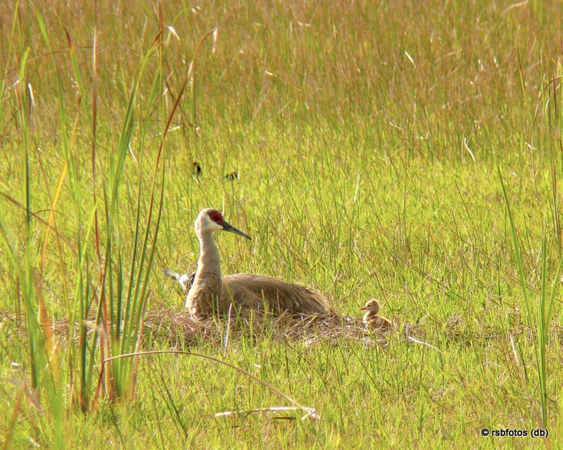 Sandhill Crane and Chick #1