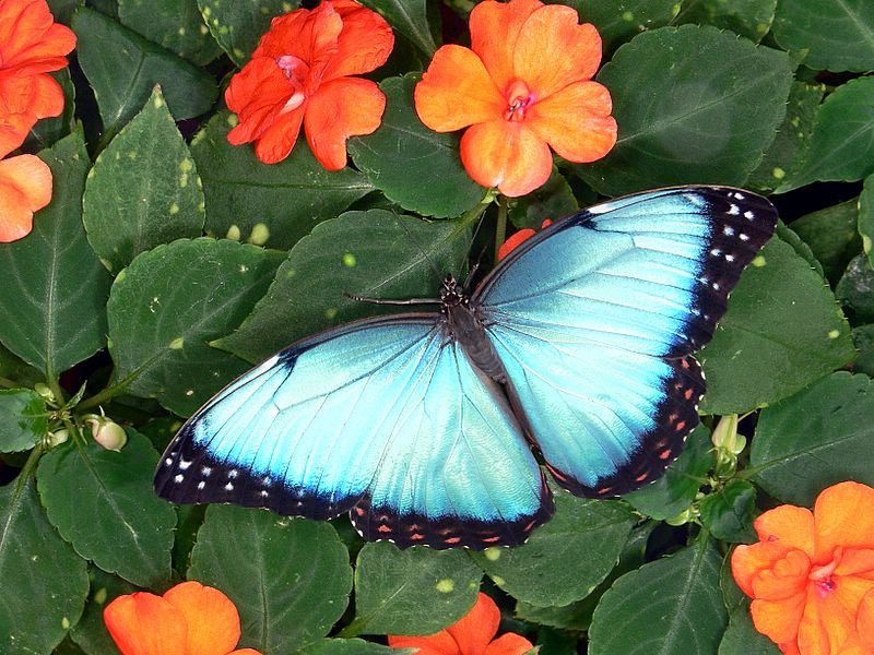 Blue Morpho Butterfly