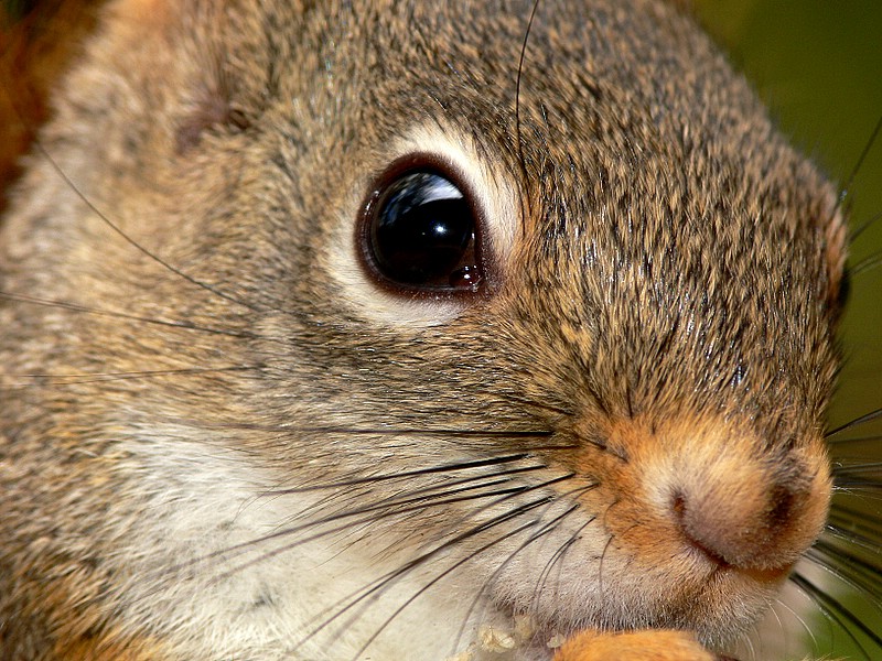 Red Squirrel