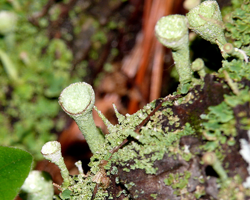 Lichen - Cladonia Family