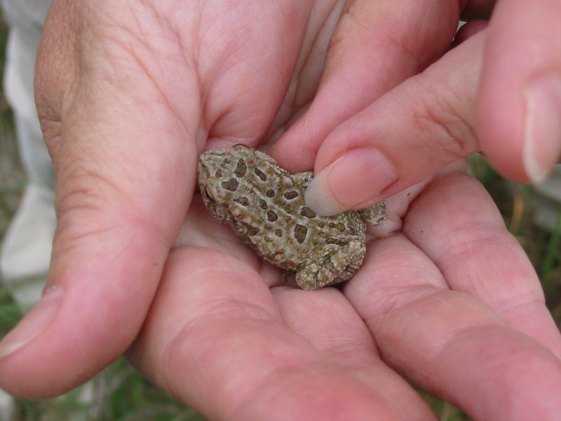 Fowlers Toad