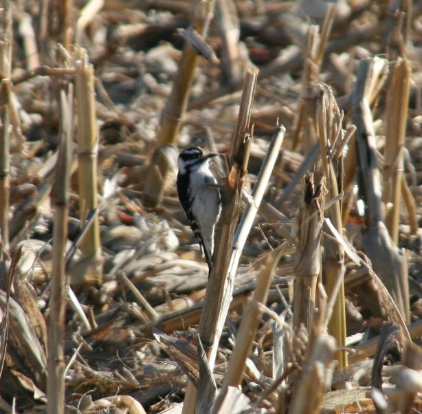 Downy Woodpecker on Cornstalk