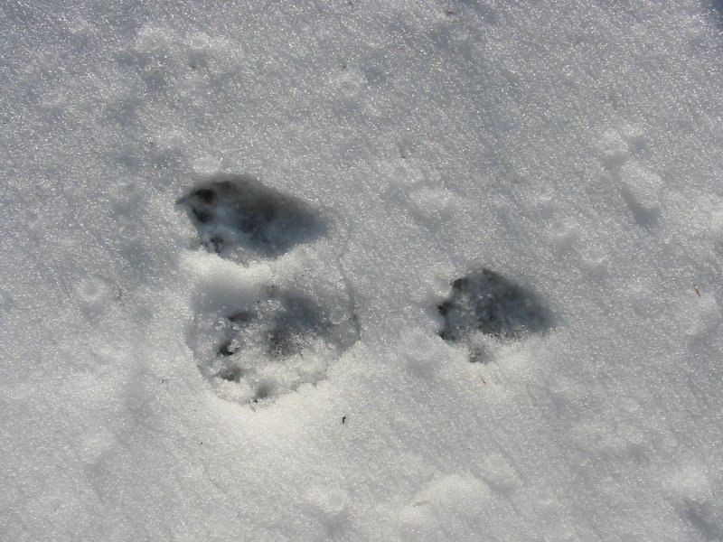 Pictures Of Fisher Cat Tracks