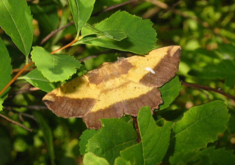 Unidentified Moth