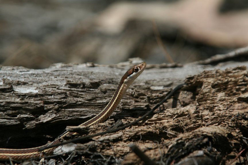 Ribbon Snake