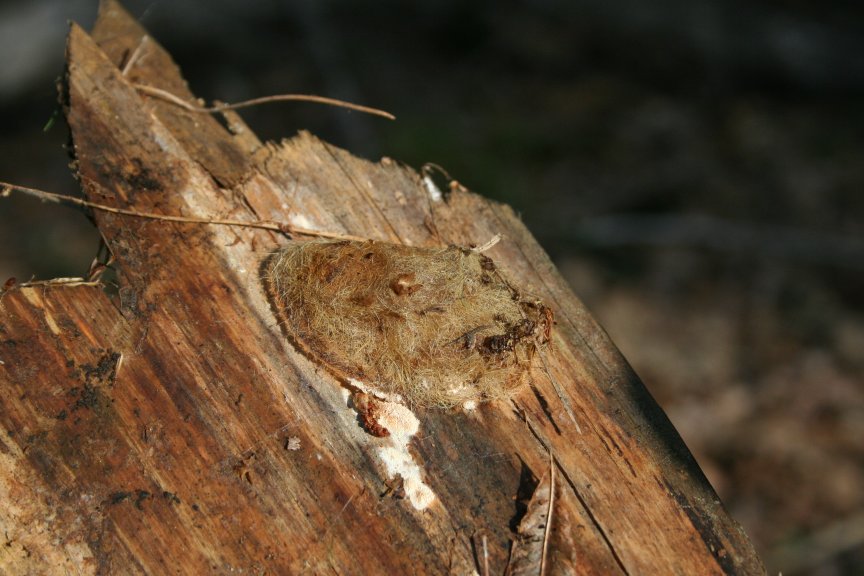 Moth Caccoon