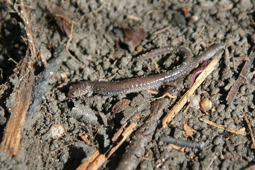 Redback Salamander