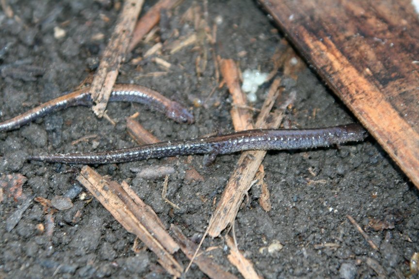 Redback Salamanders