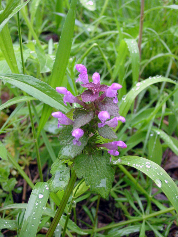 Purple Dead Nettle