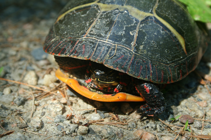 Eastern Painted Turtle