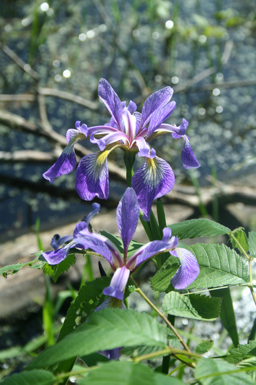 Blue Flag