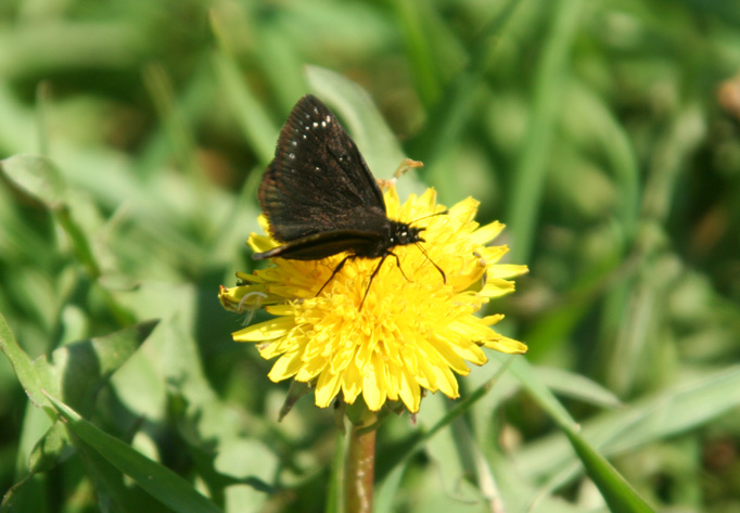 Common Sootywing