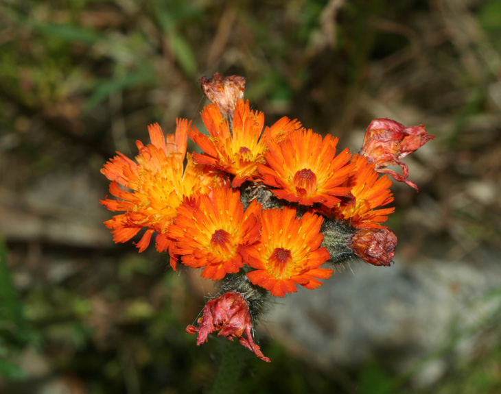 Orange Hawkweed