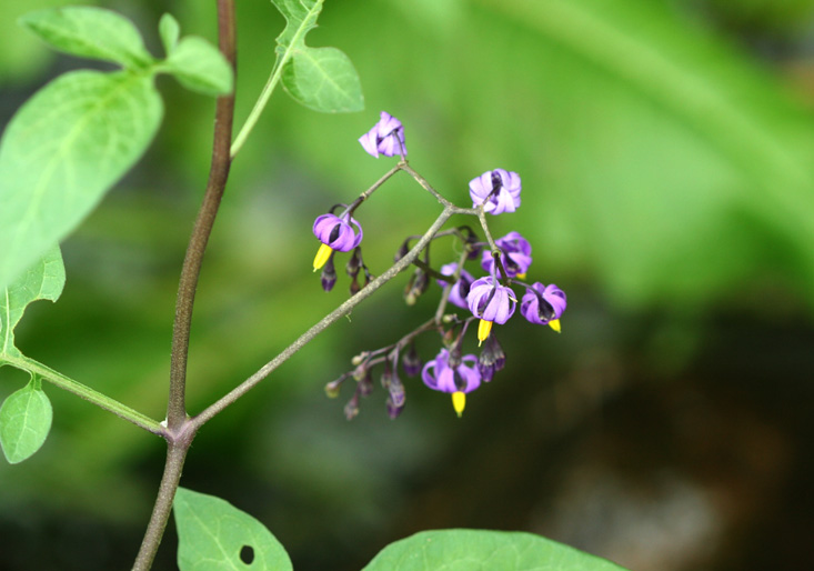Nightshade