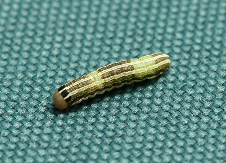 caterpillar10.jpg