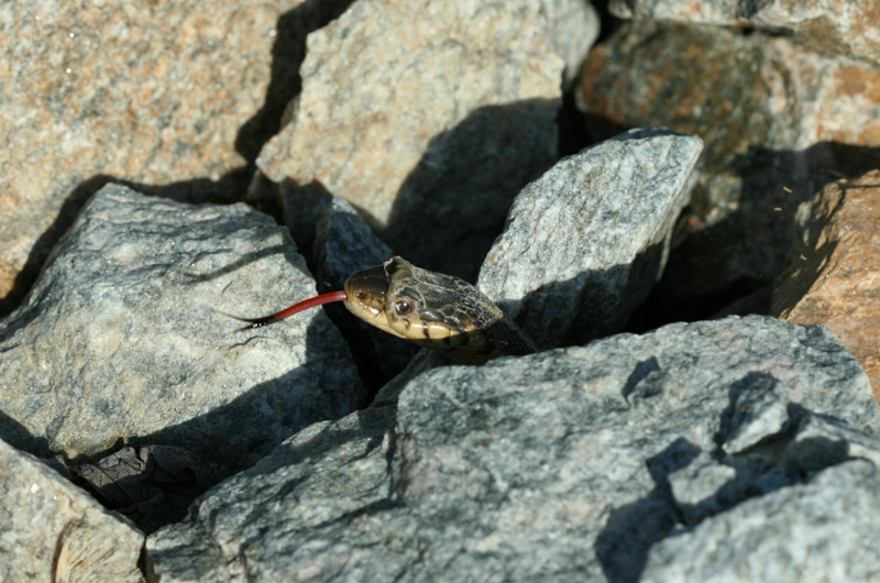 Garter Snake Shedding