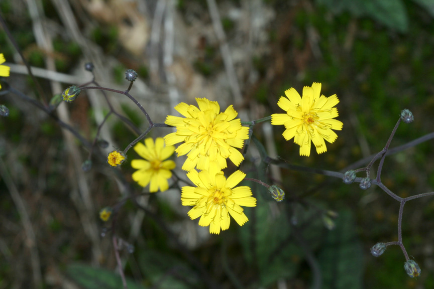 Rattlesnake Weed